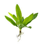 Fresh Echinodorus sword plants with long slender leaves and roots