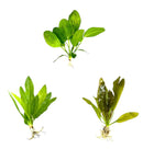 Echinodorus Sword Species Pack: 3 vibrant green aquatic plants