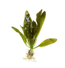 3 Echinodorus Sword Species Pack - [AquaticMotiv]