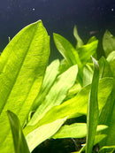 Vibrant green Echinodorus sword plant with slender leaves and veins