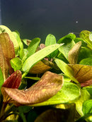 3 Echinodorus Sword Species Pack - [AquaticMotiv]