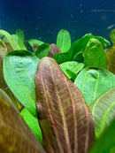 Vibrant green and reddish-brown Echinodorus sword plant leaves in clear water