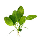 Echinodorus Sword Species Pack: 3 vibrant green plants with spotted leaves