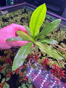 Pink-gloved hand holding vibrant green Echinodorus sword plant leaf