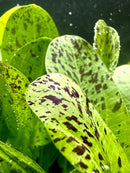 Vibrant green Echinodorus sword plant leaves with purple speckles and water droplets