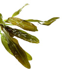 Fresh Echinodorus sword plants with glossy leaves and water droplets