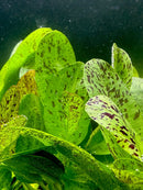 Vibrant green Echinodorus sword plant leaves with brown speckles and water droplets
