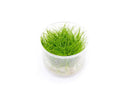 Eleocharis Parvulus Mini UNS Tissue Culture - AquaticMotiv