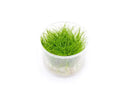 Vibrant green Eleocharis Parvula Mini in clear UNS tissue culture container