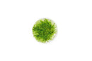 Eleocharis Parvula Mini UNS tissue culture in glass bowl