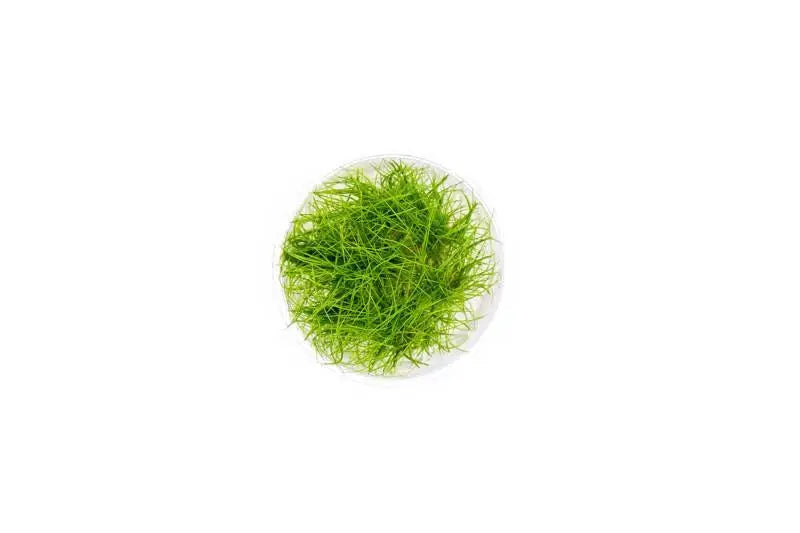 Eleocharis parvulus Mini UNS Tissue Culture | Aquatic Motiv