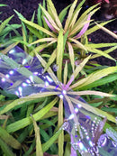 Eustralis Stellata purple butterfly with iridescent wings and metallic body