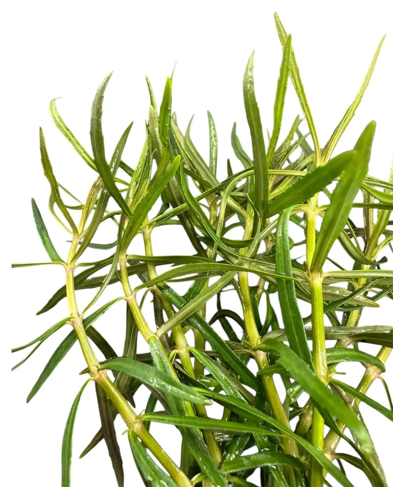 Eustralis Stellata rosemary plant with slender green leaves and woody stems