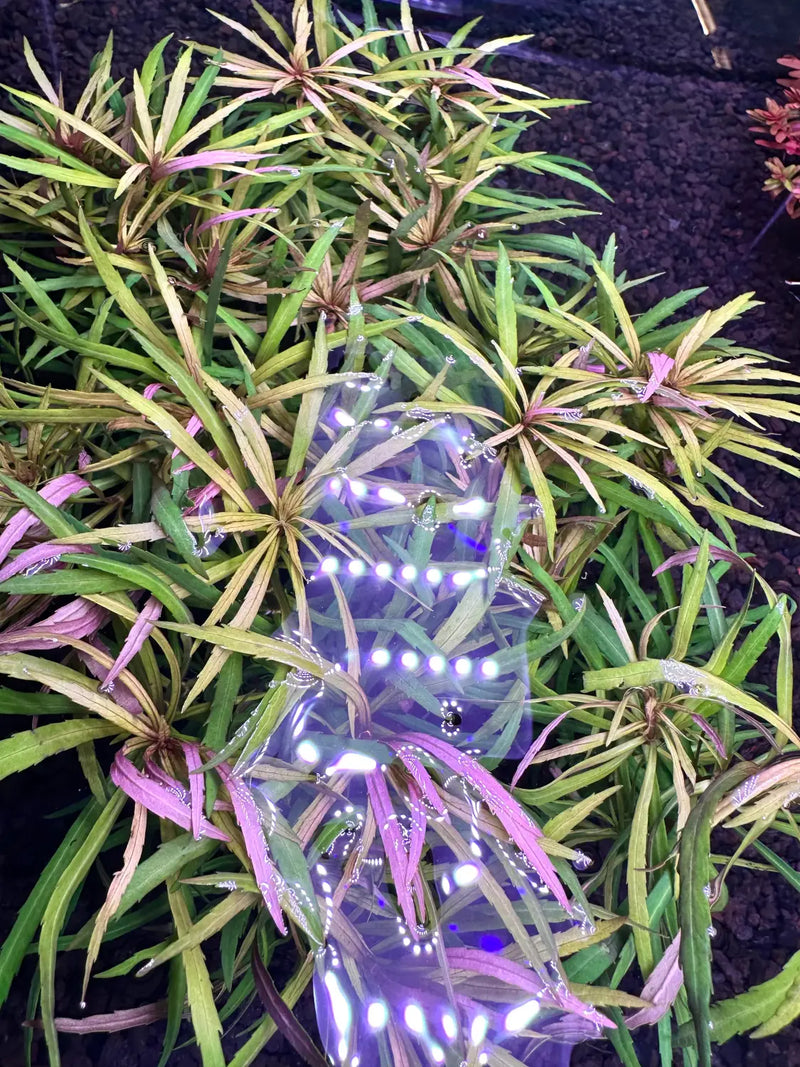 Eustralis Stellata clear plastic bottle with purple LED lights for decor