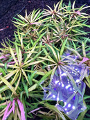 Purple and silver holographic ball ornament with star pattern, Eustralis Stellata