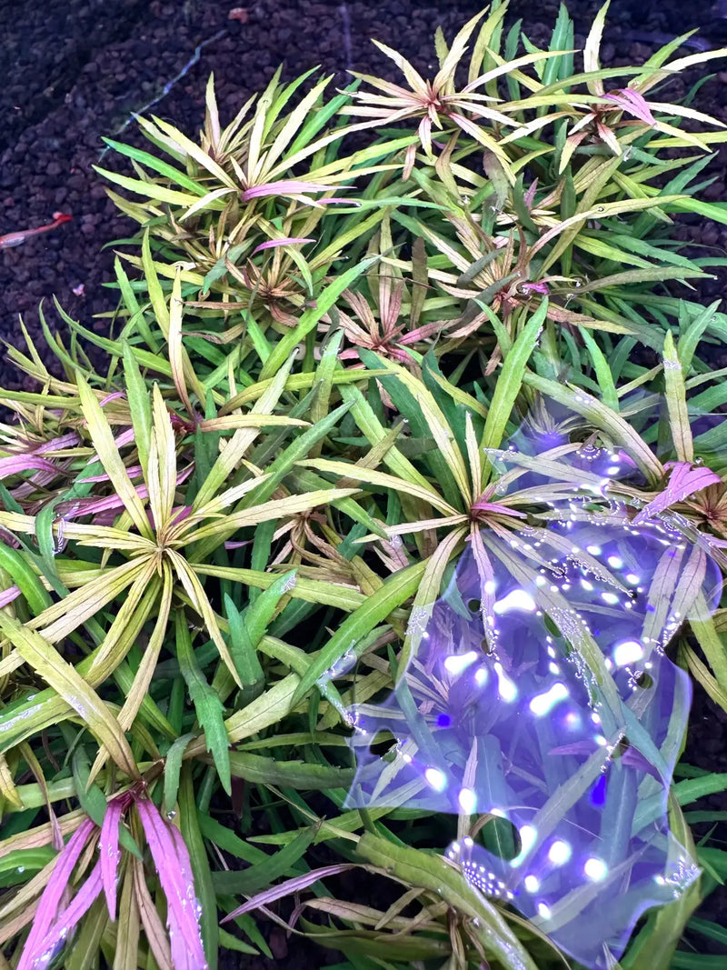 Purple and silver holographic ball ornament with star pattern, Eustralis Stellata