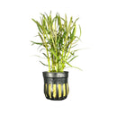 Eustralis Stellata Pot: Green bamboo in black pot with yellow stripes for aquatic use