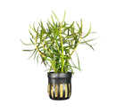 Black and gold striped Eustralis Stellata ceramic pot with green plant