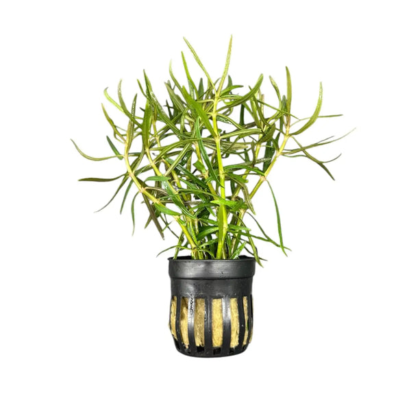 Black and gold striped Eustralis Stellata ceramic pot with green plant