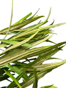 Fresh green rosemary thyme bundle in Eustralis Stellata Pot