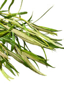 Eustralis Stellata Pot with rosemary herb bundle, green leaves and woody stems