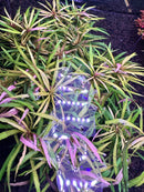 Eustralis Stellata Pot: clear bottle with purple LED lights