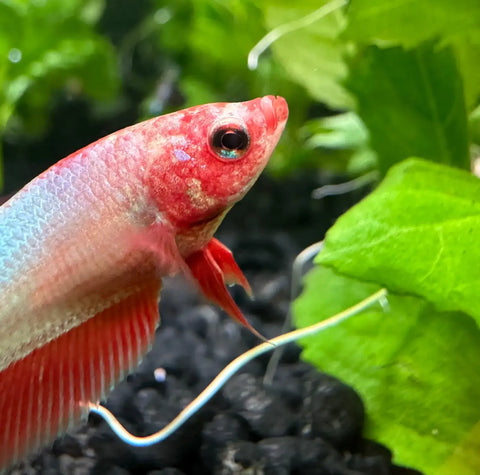 A vibrant red and silver female betta fish with flowing fins swimming in an aquarium for sorority pack use