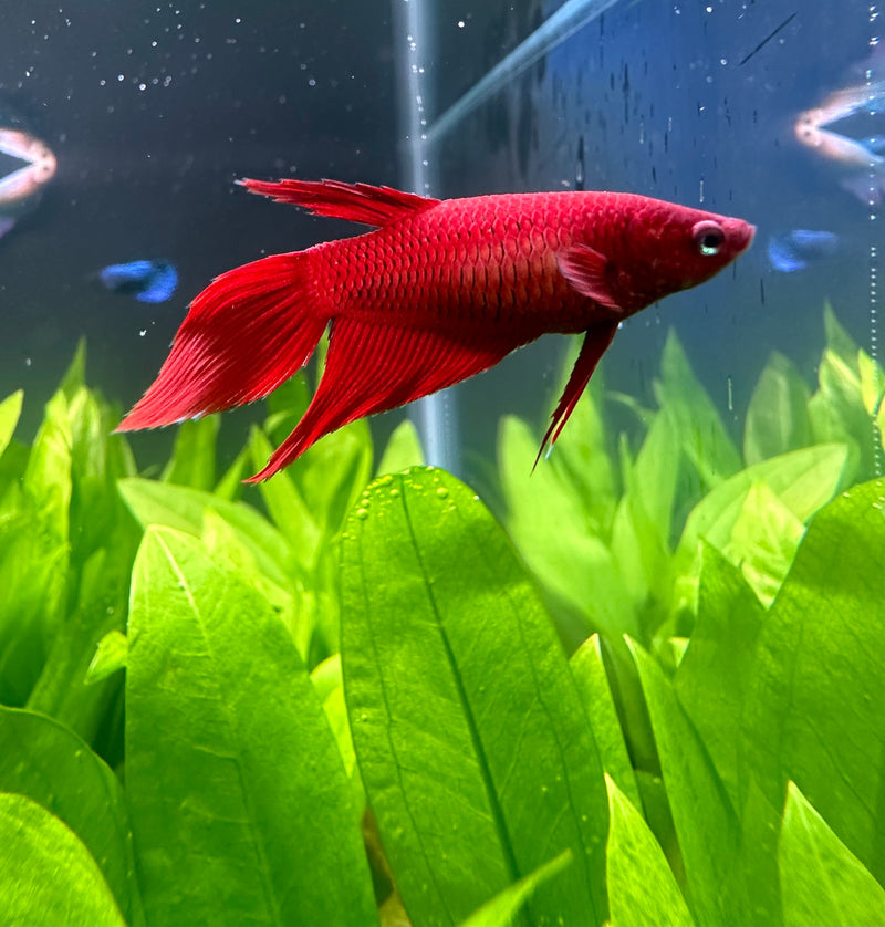 Female Betta Sorority Pack - [AquaticMotiv]