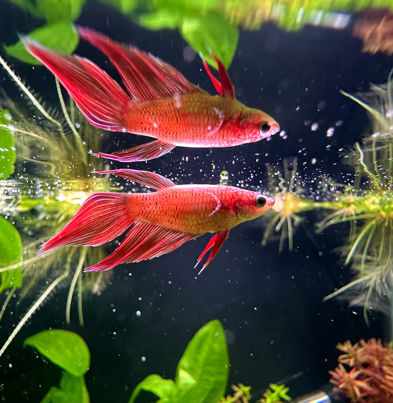Female Betta Sorority Pack - [AquaticMotiv]