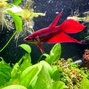 Female Betta Sorority Pack - [AquaticMotiv]