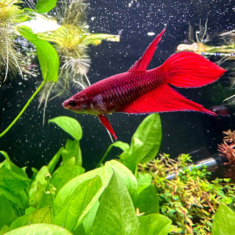 Female Betta Sorority Pack - [AquaticMotiv]