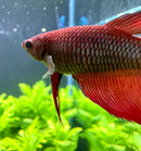 Female Betta Sorority Pack - [AquaticMotiv]