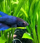 Female Betta Sorority Pack - [AquaticMotiv]