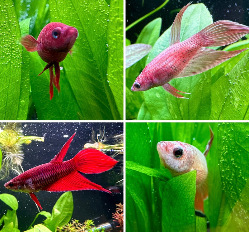 Female Betta Sorority Pack - [AquaticMotiv]