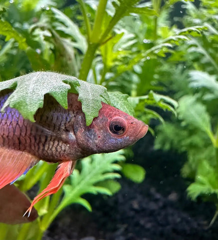 A female betta sorority pack features a vibrant red and purple betta fish with flowing orange fins among green plants
