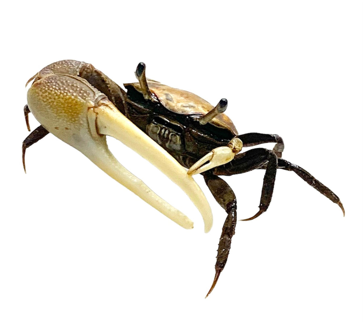 Fiddler Crabs Uca sp x3 Active Brackish Tank Dwellers | Aquatic Motiv