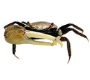 Fiddler crab uca sp x3 with brown and beige textured carapace dark claws and spiny legs for aquarium use