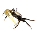 A small dark-colored fiddler crab uca sp with textured carapace and prominent pale yellow claws x3