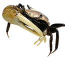 A detailed close-up of a fiddler crab with mottled brown and black carapace cream-colored claws and dark hairy legs x3