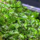 Green Fissidens Nobilis moss mat with water droplets