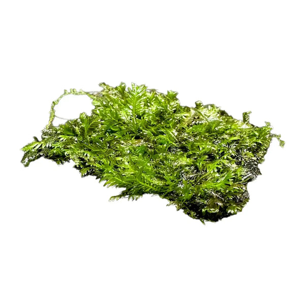 Fissidens Nobilis Moss Mat with trailing green stems for aquariums