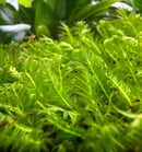 Vibrant Fissidens Nobilis Moss MAT with feathery green aquatic leaves