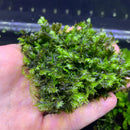 Green Fissidens Nobilis moss ball, natural aquatic decoration