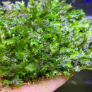 Fissidens Nobilis moss mat with green fronds and water droplets for aquariums