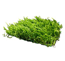 Vibrant green Flame Moss 3x3 mat with natural textured carpet
