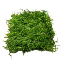 Flame Moss 3x3 inch green mat with frayed edges and durable texture