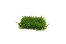 Flame Moss 3" x 3" Mat - AquaticMotiv