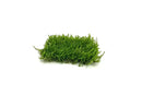 Flame Moss 3x3 Mat with green natural moss texture