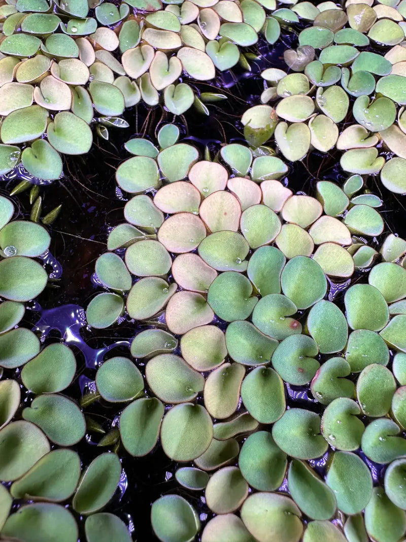 Green duckweed floating on water in Floating Plant Starter Pack