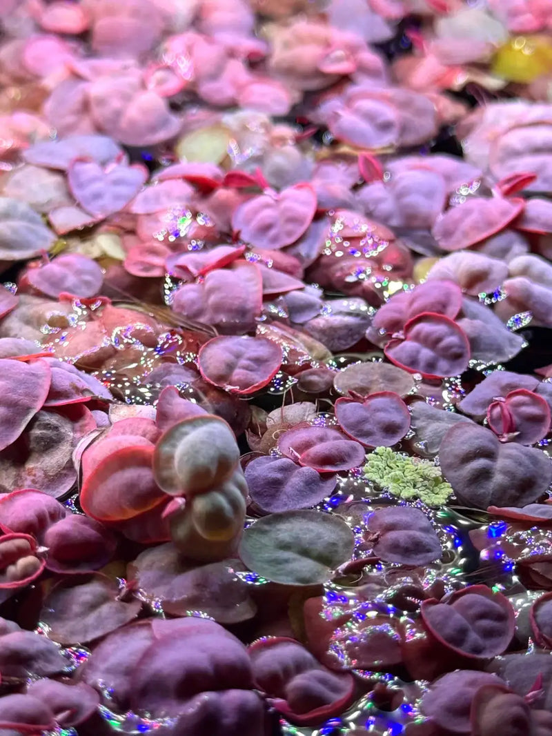 Purple pink petal beads with iridescent sheen in Floating Plant Starter Pack